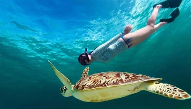 28 Photos of Divers Bonding with Marine Life