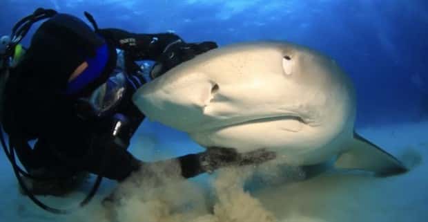 28 Photos of Divers Bonding with Marine Life