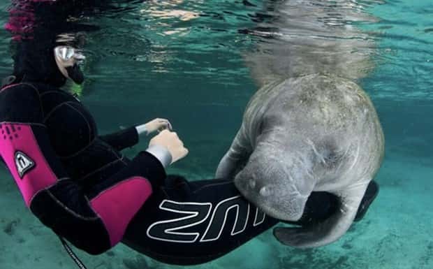 28 Photos of Divers Bonding with Marine Life