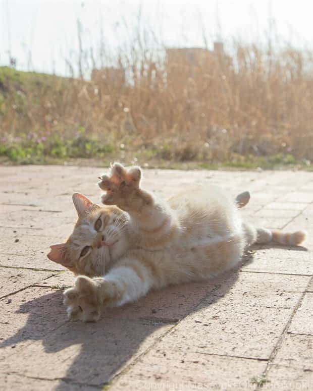 Get Ready for Funny Animals #374 (24 photos)