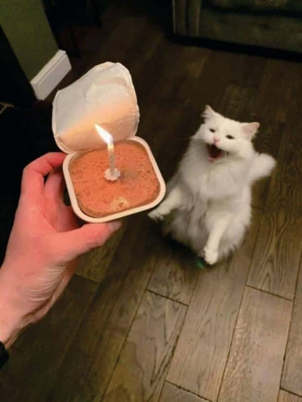 Get Ready for Funny Animals #371 (27 photos)