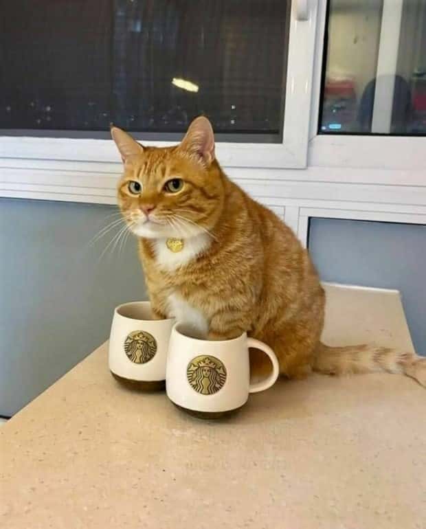 Get Ready for Funny Animals #374 (24 photos)