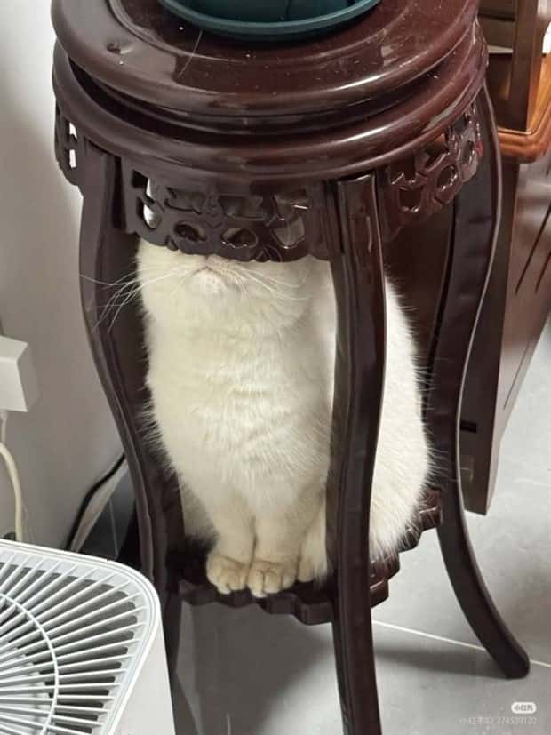 Get Ready for Funny Animals #371 (27 photos)