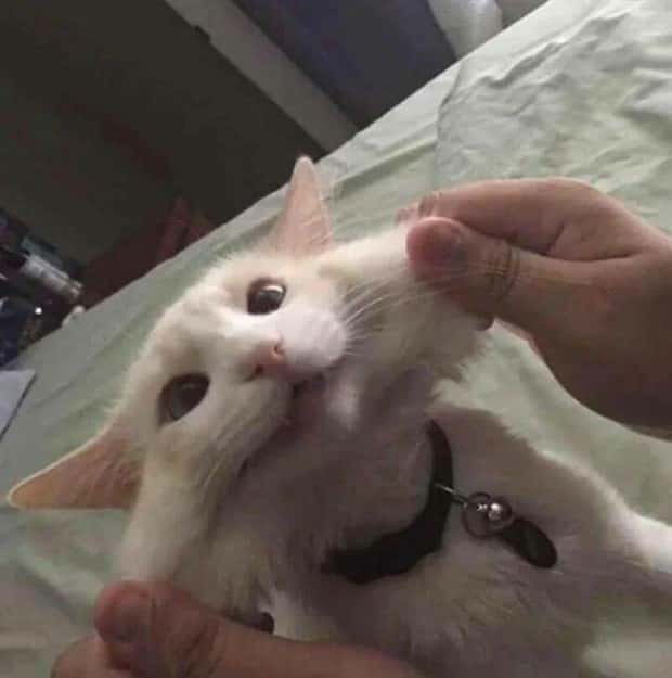 Get Ready for Funny Animals #374 (24 photos)