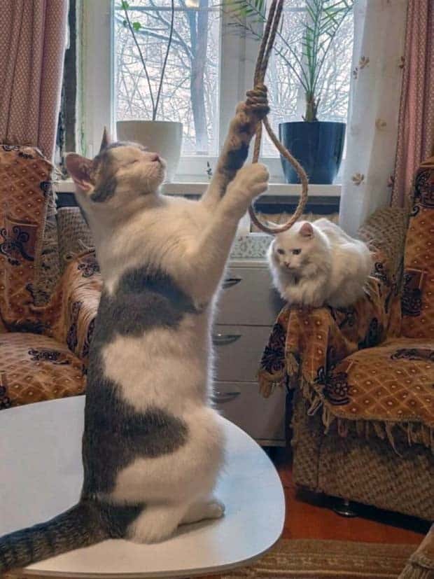 Get Ready for Funny Animals #371 (27 photos)