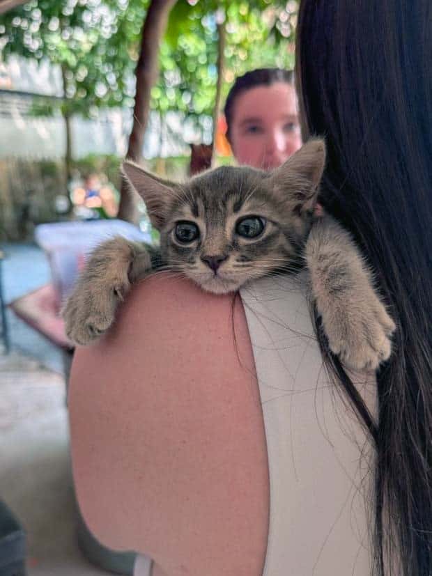 Get Ready for Funny Animals #371 (27 photos)