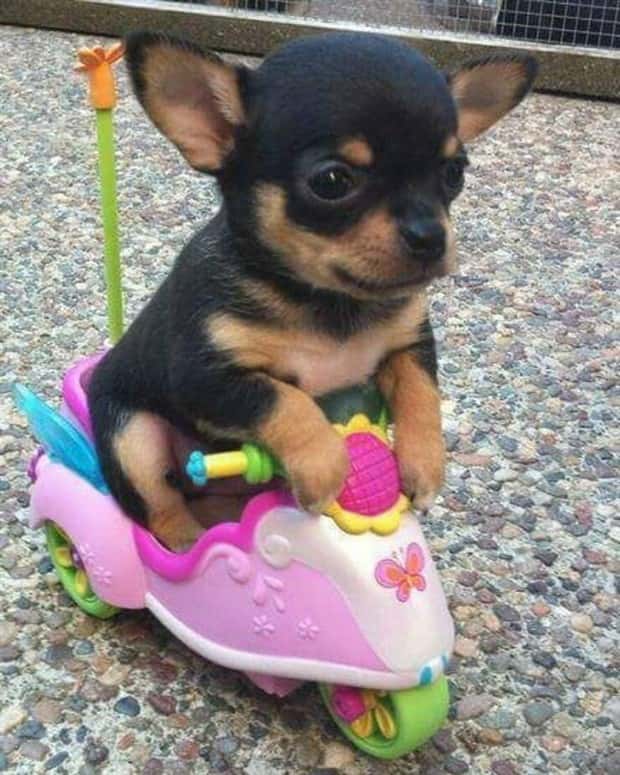 Get Ready for Funny Animals #374 (24 photos)