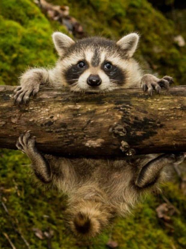 Get Ready for Funny Animals #371 (27 photos)