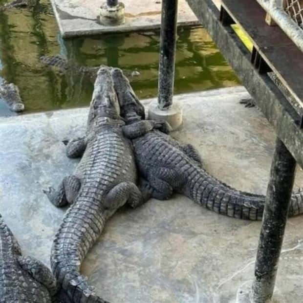 Get Ready for Funny Animals #371 (27 photos)