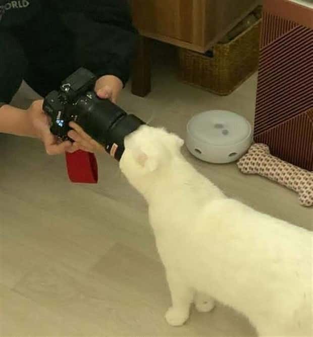 Get Ready for Funny Animals #374 (24 photos)