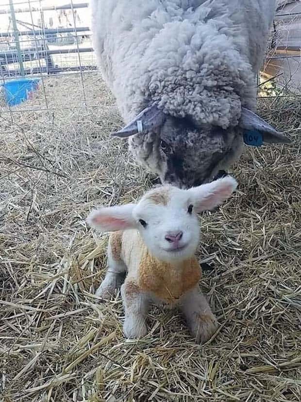 Get Ready for Funny Animals #371 (27 photos)