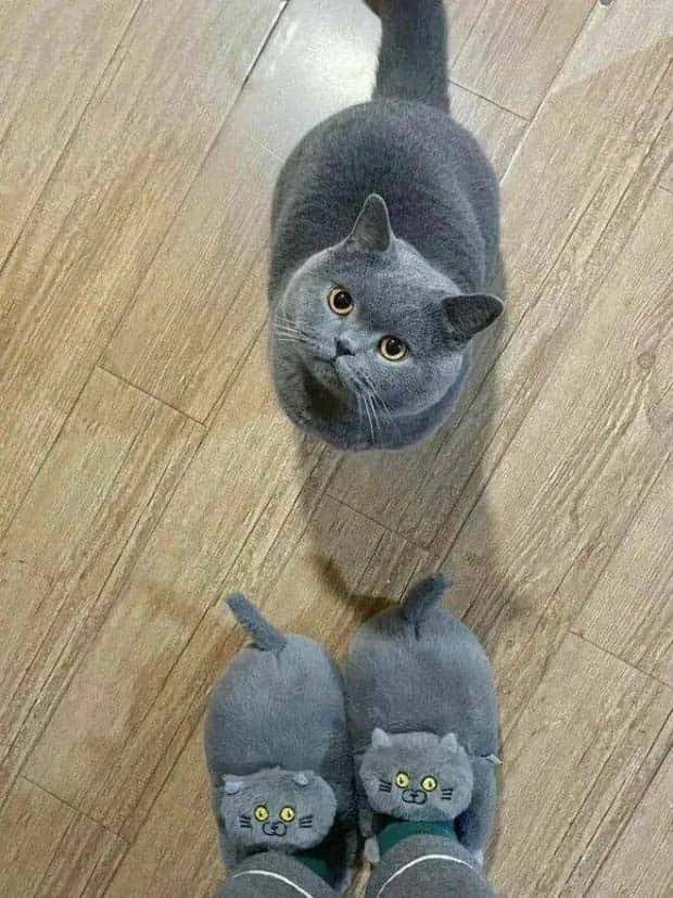 Get Ready for Funny Animals #371 (27 photos)