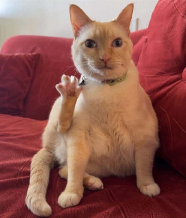 Get Ready for Funny Animals #374 (24 photos)