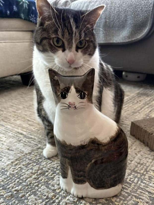 Get Ready for Funny Animals #371 (27 photos)