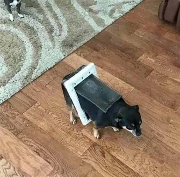 Get Ready for Funny Animals #371 (27 photos)