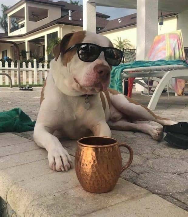 Get Ready for Funny Animals #371 (27 photos)