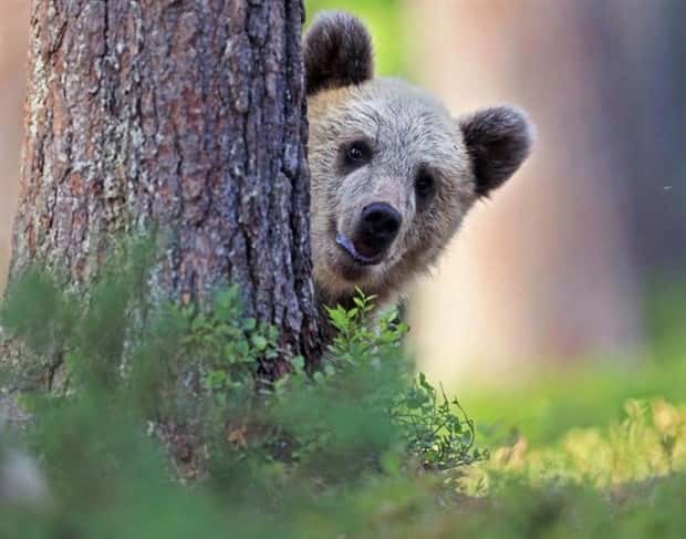 Get Ready for Funny Animals #371 (27 photos)