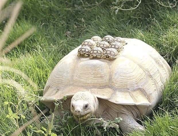 Get Ready for Funny Animals #371 (27 photos)