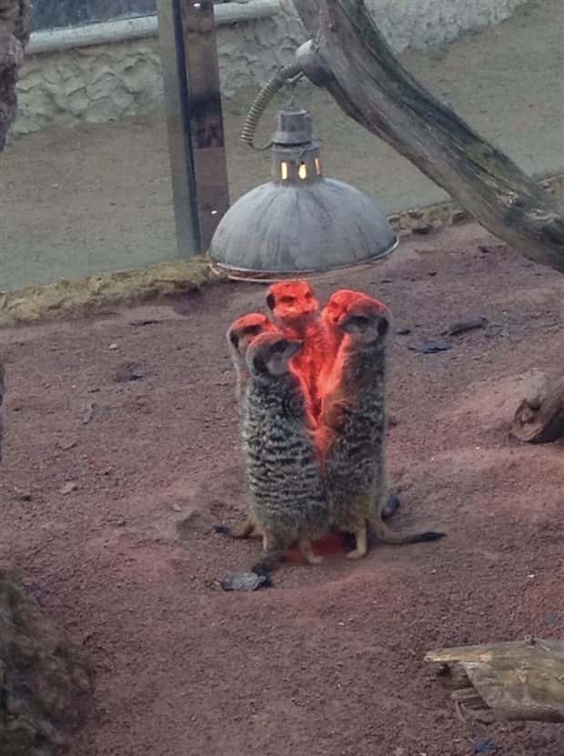 Get Ready for Funny Animals #371 (27 photos)