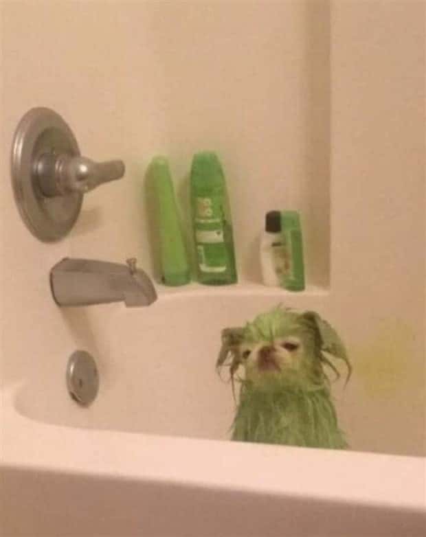 Get Ready for Funny Animals #371 (27 photos)