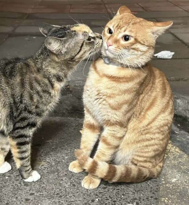 Get Ready for Funny Animals #371 (27 photos)