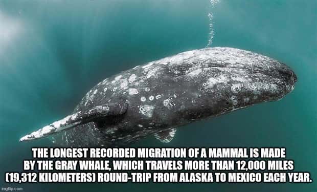 Cool and Interesting Facts #418 (26 photos)