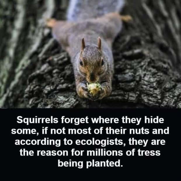 Cool and Interesting Facts #418 (26 photos)