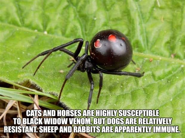 Cool and Interesting Facts #418 (26 photos)