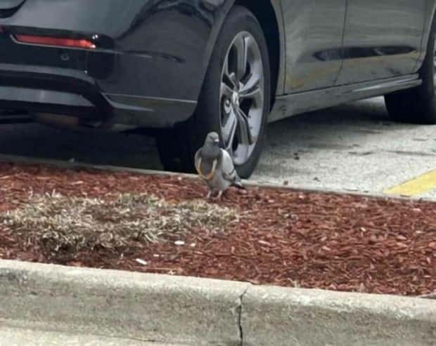 Klyker Picdump #1654 (44 photos)