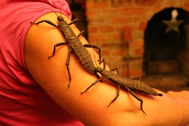 Oversized Insects That Look Scary AF (28 photos)