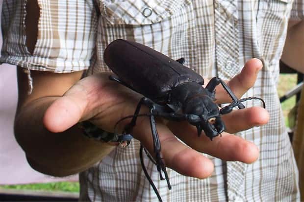 Oversized Insects That Look Scary AF (28 photos)