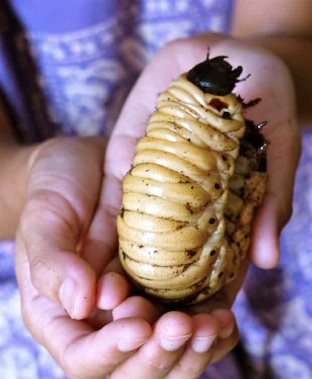 Oversized Insects That Look Scary AF (28 photos)