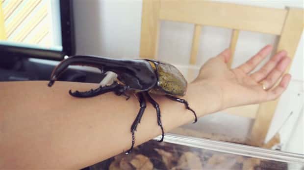 Oversized Insects That Look Scary AF (28 photos)