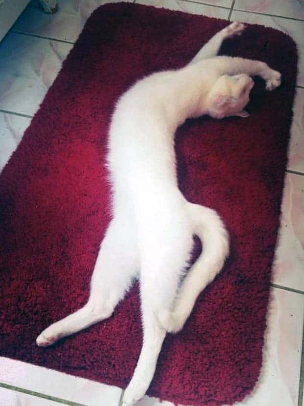 Pets Mimicking Yoga Poses Perfectly (27 photos)