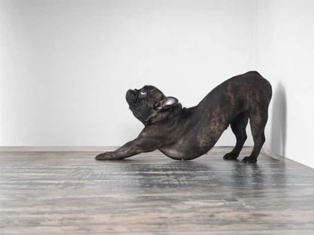 Pets Mimicking Yoga Poses Perfectly (27 photos)
