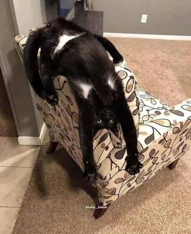 Pets Mimicking Yoga Poses Perfectly (27 photos)