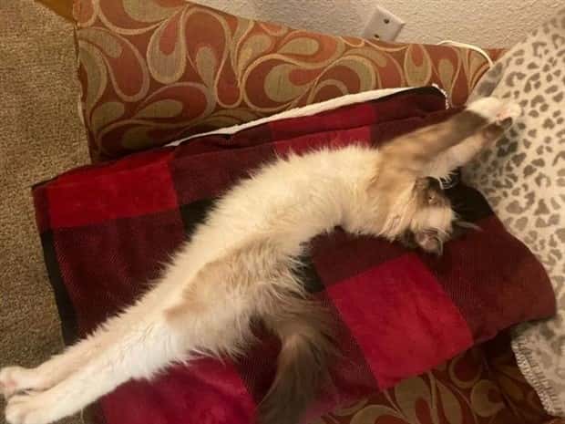 Pets Mimicking Yoga Poses Perfectly (27 photos)