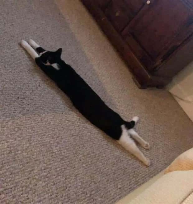 Pets Mimicking Yoga Poses Perfectly (27 photos)