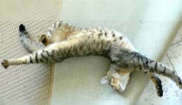 Pets Mimicking Yoga Poses Perfectly (27 photos)