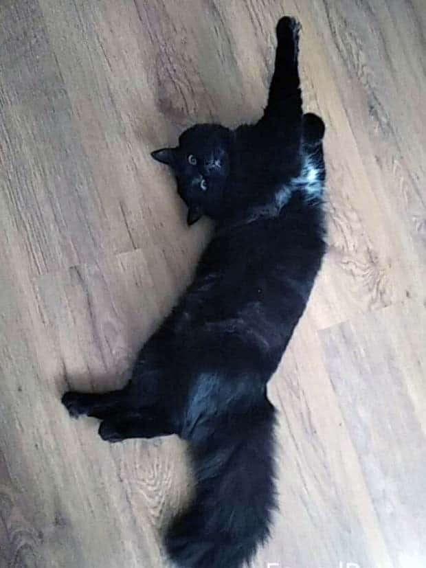 Pets Mimicking Yoga Poses Perfectly (27 photos)