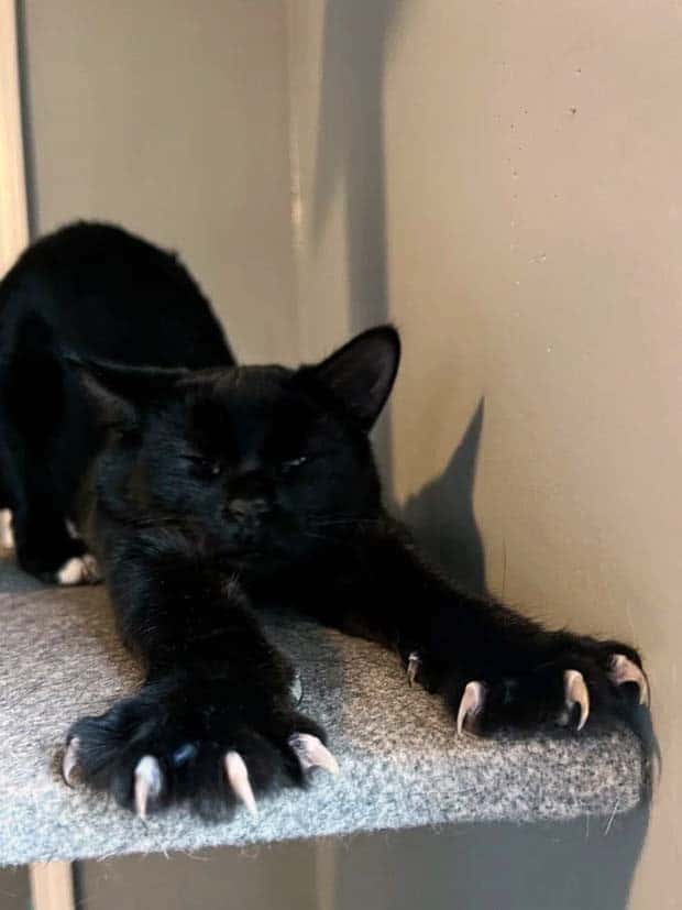 Pets Mimicking Yoga Poses Perfectly (27 photos)