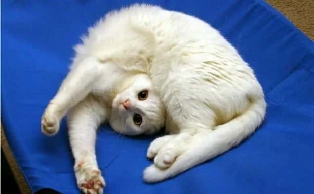 Pets Mimicking Yoga Poses Perfectly (27 photos)