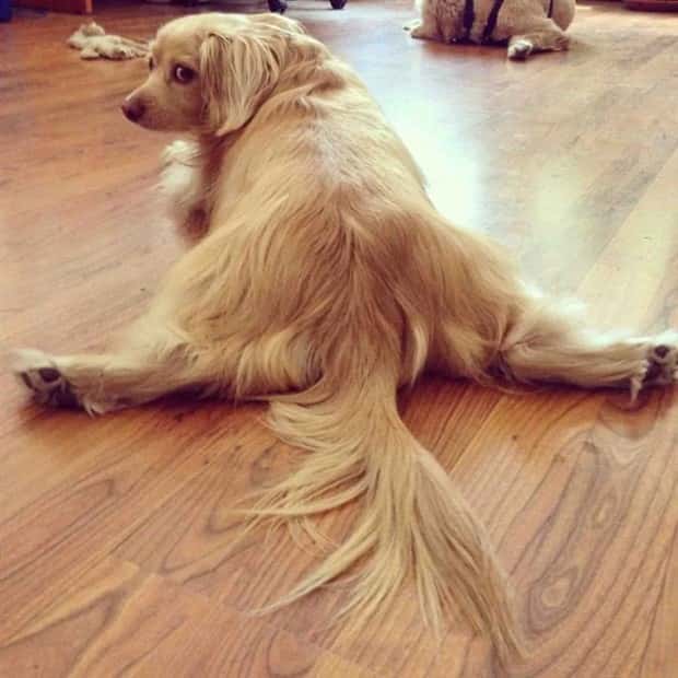 Pets Mimicking Yoga Poses Perfectly (27 photos)