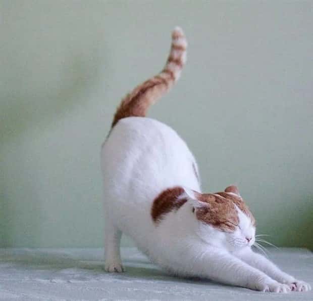 Pets Mimicking Yoga Poses Perfectly (27 photos)