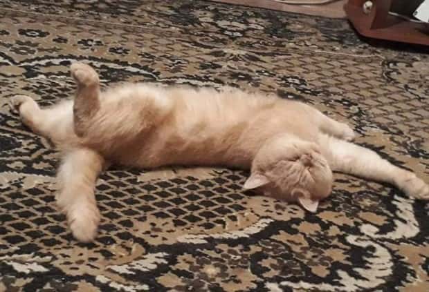 Pets Mimicking Yoga Poses Perfectly (27 photos)