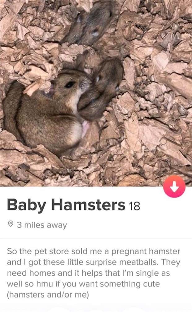 Wild Dating Profiles That Scream Red Flags (25 photos)