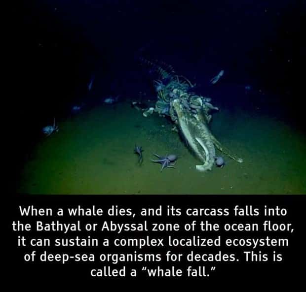 Cool and Interesting Facts #419 (25 photos)