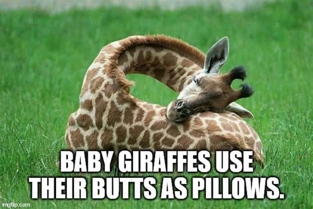 Cool and Interesting Facts #419 (25 photos)