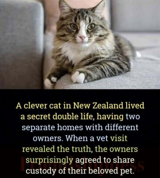 Cool and Interesting Facts #419 (25 photos)