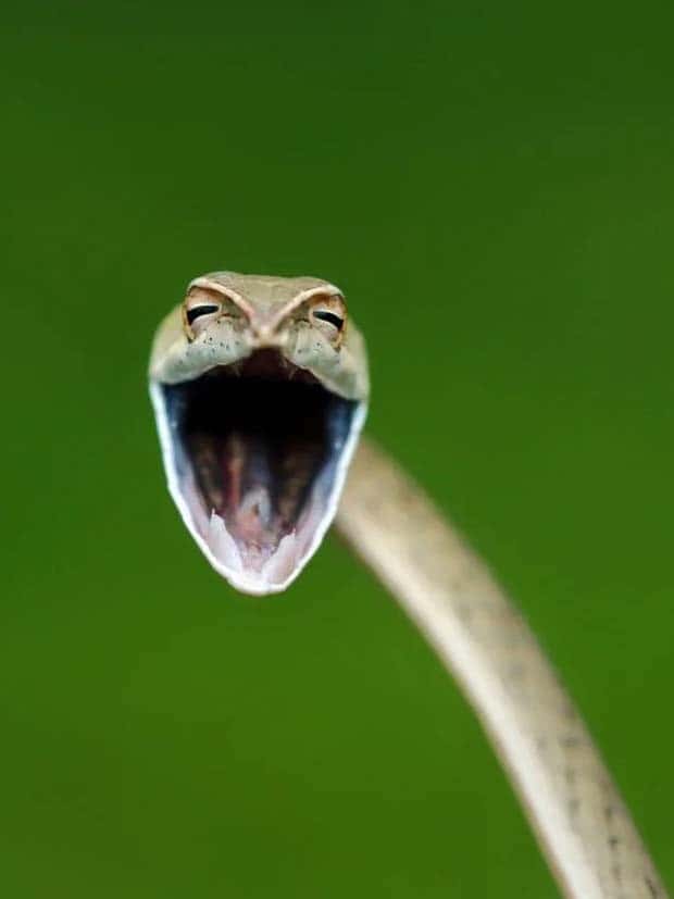 funny animals 10 Get Ready for Funny Animals #375 (25 photos)